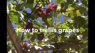 How to trellis grapes build a trellis prune a vine [upl. by Antonina]