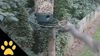 Squirrels Spinning on Bird Feeders Compilation [upl. by Oscar]