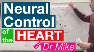 Neural Control of the Heart  Cardiology [upl. by Lakim]