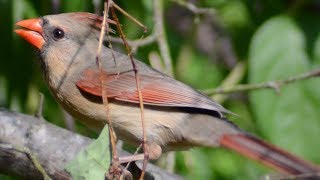 Female cardinal bird singing song  sounds [upl. by Renaud]