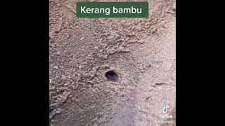 Cara mengambil kerang bambu [upl. by Rocker772]