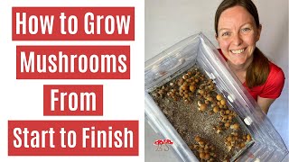 How to Grow Mushrooms from Start to Finish in a Monotub [upl. by Sanbo]