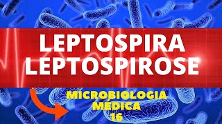 LEPTOSPIRA LEPTOSPIROSE  MICROBIOLOGIA MÉDICA  AULA 16 [upl. by Akitahs]