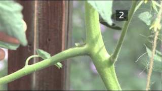 How To Prune Tomatoes [upl. by Manvell235]