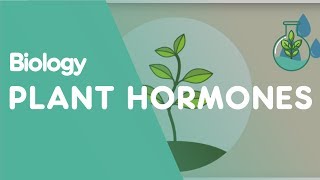 Plant Hormones Tropisms  Plants  Biology  FuseSchool [upl. by Morganica37]