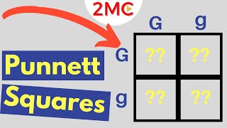 Punnett Square Basics  Mendelian Genetic Crosses [upl. by Chadbourne]