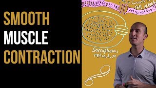 1 Minute Recap  Smooth Muscle Contraction [upl. by Lukin71]