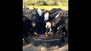 MIX 30 The High Energy Liquid Livestock Feed Ranchers Testimonies [upl. by Deming]