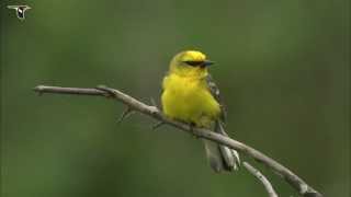 Bluewinged Warbler [upl. by Marylou]