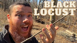 How to Transplant Black Locust The BEST HOMESTEAD TREE [upl. by Einnal]