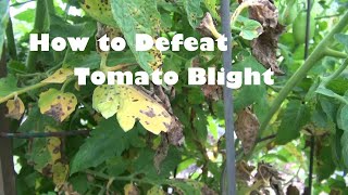 How to Defeat Tomato Blight [upl. by Edin]