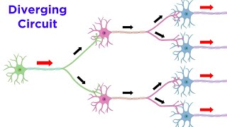 Neuronal Pools and Neural Processing [upl. by Piers26]