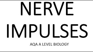 NERVE IMPULSES  AQA A LEVEL BIOLOGY  EXAM QUESTIONS RUN THROUGH [upl. by Scevo]