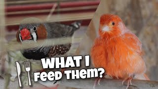 Feeding My Canaries and Zebra Finches [upl. by Lorin]