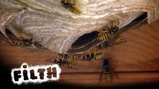 How To Remove A Wasps Nest  Whats Inside [upl. by Eisdnyl]