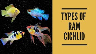 TYPES OF RAM CICHLID [upl. by Olnton86]