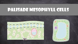 Palisade Mesophyll Cells  Cell Biology [upl. by Yorgos]