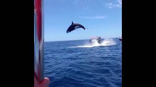 Viral video shows orcas stunning leap during dramatic dolphin hunt [upl. by Harmonie]