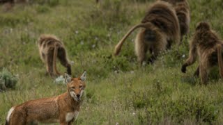 Are Baboons Domesticating These Wolves [upl. by Aicnilav]