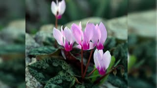 Get Gardening Tips for Cyclamen in Pots [upl. by Bell]