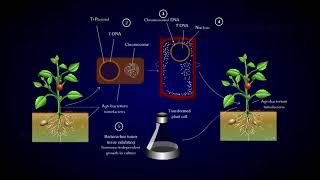 Agrobacterium  A Plant Gene Transfer [upl. by Bolen]