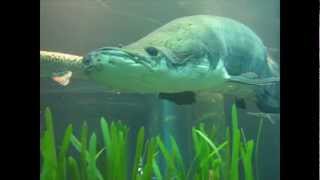 Arapaima at the Tennessee Aquarium [upl. by Enilekaj618]