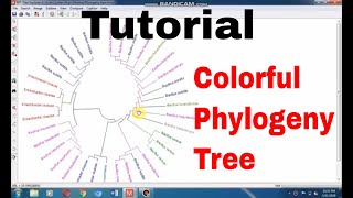 Formation of Colorful Phylogeny tree by using MEGA 7 [upl. by Devan]