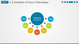 Caco 2 Cell Permeability Assay [upl. by Deeanne237]