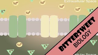 Neuron Resting Potential  Resting Membrane Potential [upl. by Sucram254]