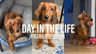 Day In The Life Of My Mini Dachshund [upl. by Nylyahs950]