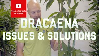 Dracaena Issues and solutions [upl. by Arrotal]