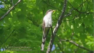 Yellowbilled Cuckoo [upl. by Aerdna]