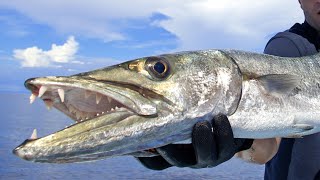 Best Barracuda Lures For Trolling amp Sight Fishing [upl. by Niwle190]