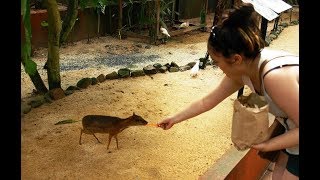 Lesser mousedeer  worlds smallest Deer [upl. by Seth]