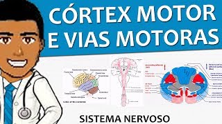 Sistema Nervoso 21 – Córtex motor e as vias motoras Vídeoaula [upl. by Auqinahc638]