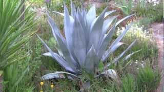 AGAVES an overview [upl. by Neitsirk937]