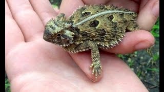 Поимка рогатой жабовидной ящерицы Phrynosoma cornutum [upl. by Sacrod386]