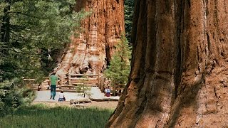 Sequoia National Park  Kings Canyon [upl. by Werra]