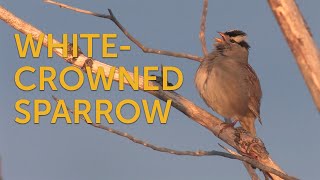 Whitecrowned Sparrow Song [upl. by Othe]