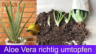 Aloe Vera richtig umtopfen – Anleitung [upl. by Schrick503]