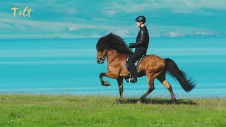 5 gaits of the Icelandic horse [upl. by Kylander]