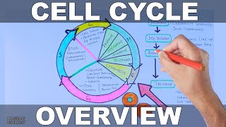 Cell Cycle  Overview [upl. by Ellehsat]