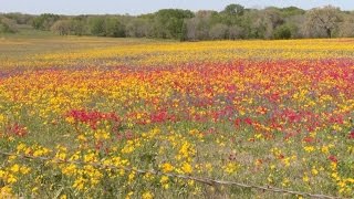 Plant wildflower seeds Jeff Ferris Central Texas Gardener [upl. by Ainyt212]