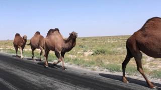 Kazakhstan the country of the great steppe [upl. by Chapen]