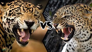 JAGUAR VS LEOPARD  Who will win this battle [upl. by Aneekal722]