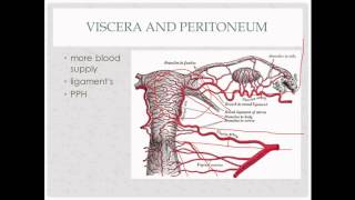 How to Perform a Bimanual Exam [upl. by Enitsyrhc236]