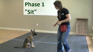 How to Train a Dog to quotSitquot K91com [upl. by Yseulte477]