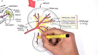 Spleen Anatomy and Physiology [upl. by Darcy]