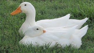 Pekin Ducks  The Cornish Cross Of The Duck World [upl. by Annohsal]