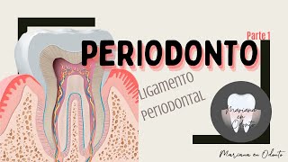 PERIODONTO Ligamento Periodontal parte 1 [upl. by Susannah680]